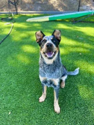 Rosco