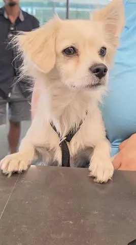 HARVEY