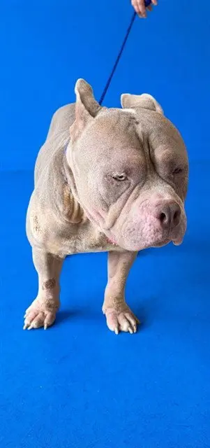 BILLY