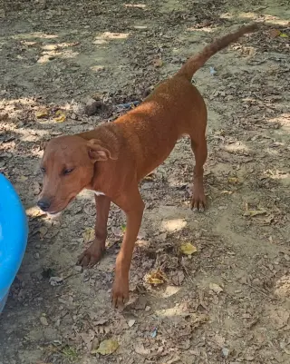 Finn