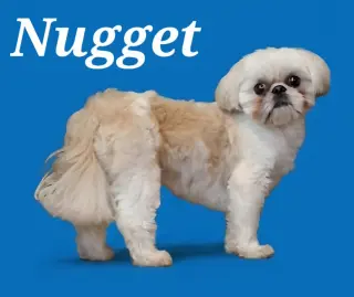 Nugget