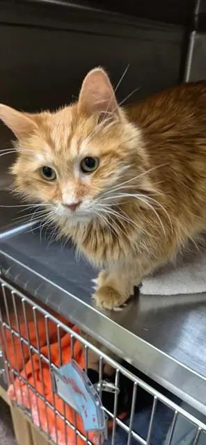 GARFIELD