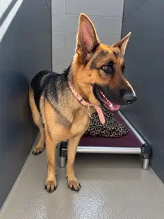 KODA
