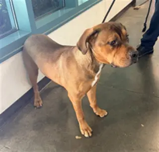 PEACHES