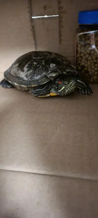 GREENY