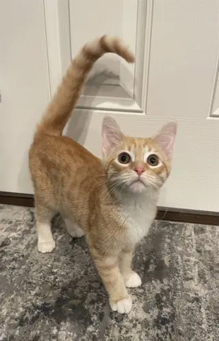 CHIP