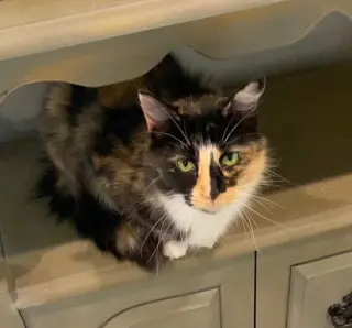 DUCHESS OF HAZZARD