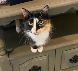 DUCHESS OF HAZZARD