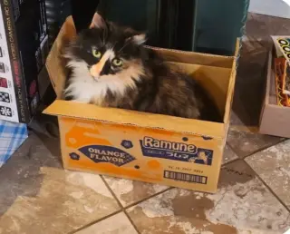 DUCHESS OF HAZZARD