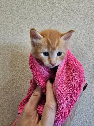 Toffee