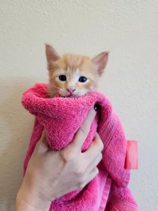 Taco