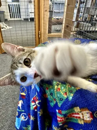 Taffy