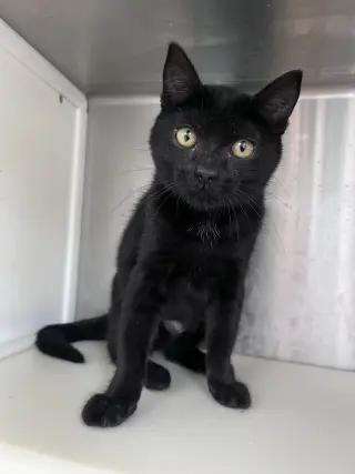 Link (cat)