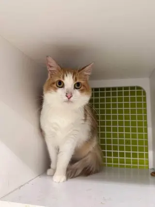 Buttercup