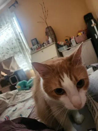 Buttercup