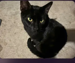 Matisse, Willow Grove Area (FCID 09/01/2026-120)