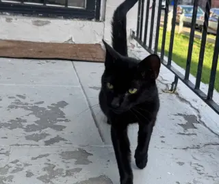 Matisse, Willow Grove Area (FCID 09/01/2026-120)