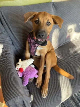 Homer