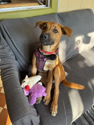 Homer