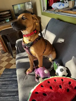 Homer