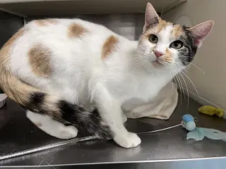 Della