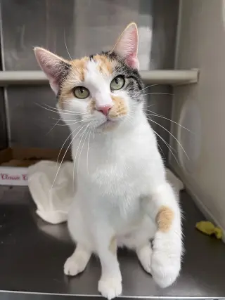 Della