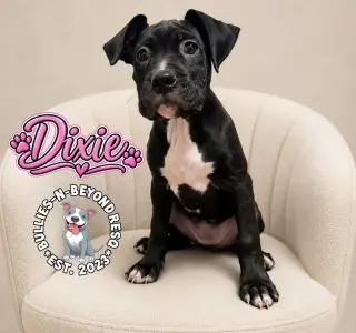 Dixie