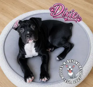 Dixie