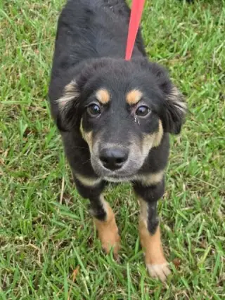Trixie