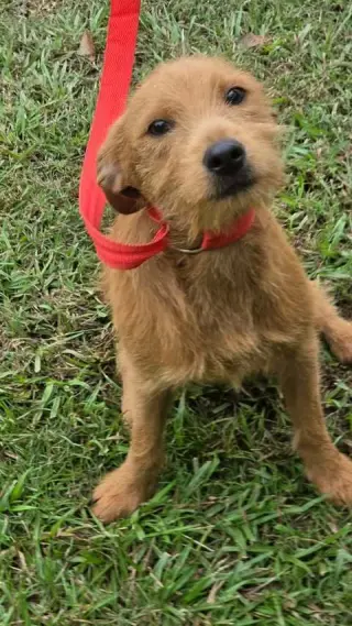 Brownie