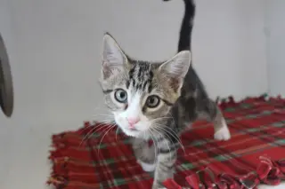 Mercury