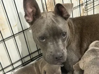 Belle