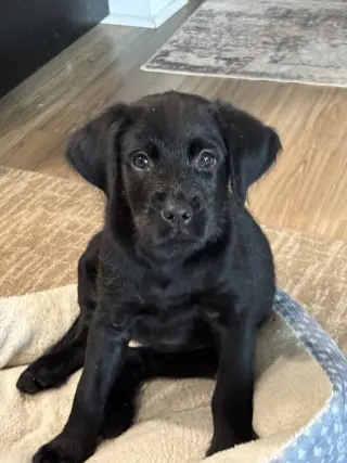 Amara
