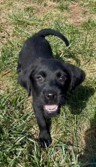 Amara