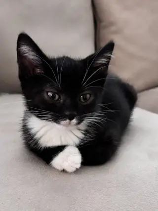 Kitten Neville