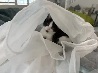 Kitten Napoleon