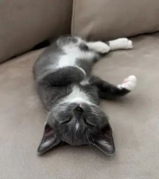 Kitten Nigel