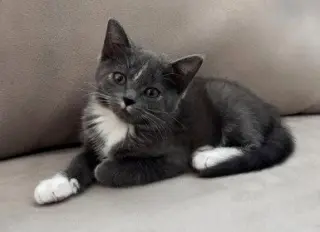 Kitten Nora
