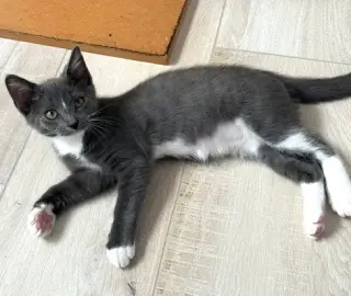Kitten Nora