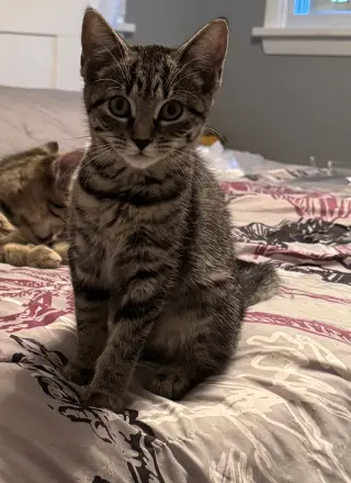Java