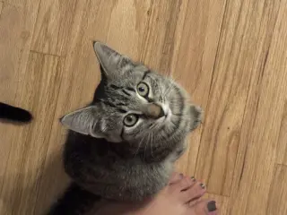 Java
