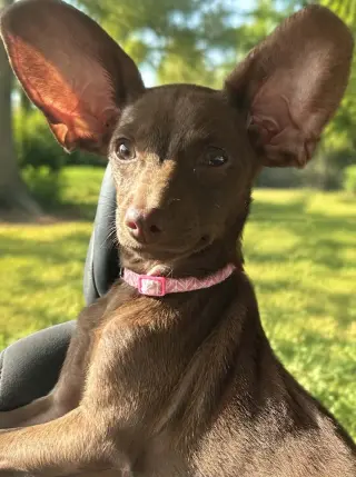 Daisy- THOSE EARS