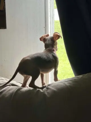 Daisy- THOSE EARS