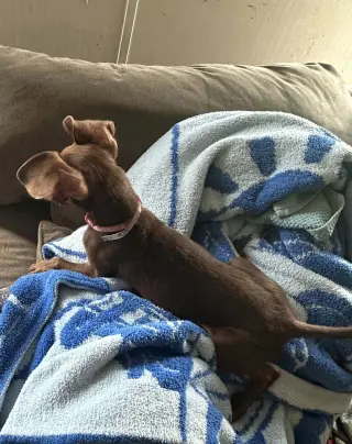 Daisy- THOSE EARS