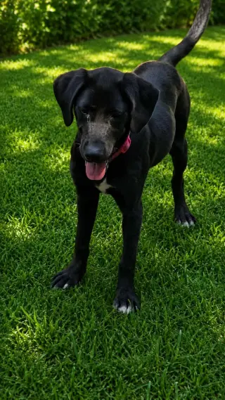 Little Girl- black beauty