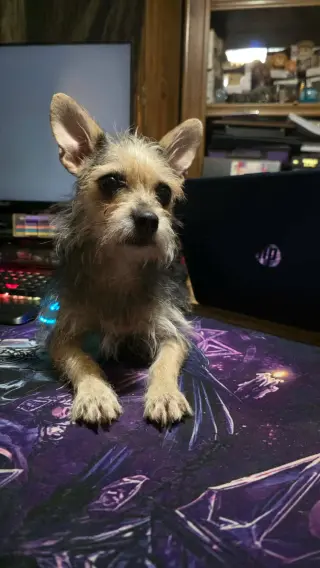 Dorothy- Scruffy yorki mix
