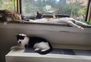 Chaplin and Charlie