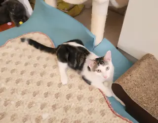 Chaplin and Charlie