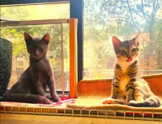 Donald and Donna (Russian Blue and DSHM)