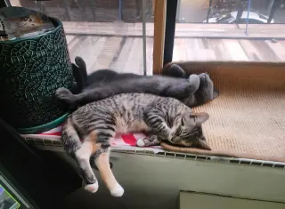 Donald and Donna (Russian Blue and DSHM)